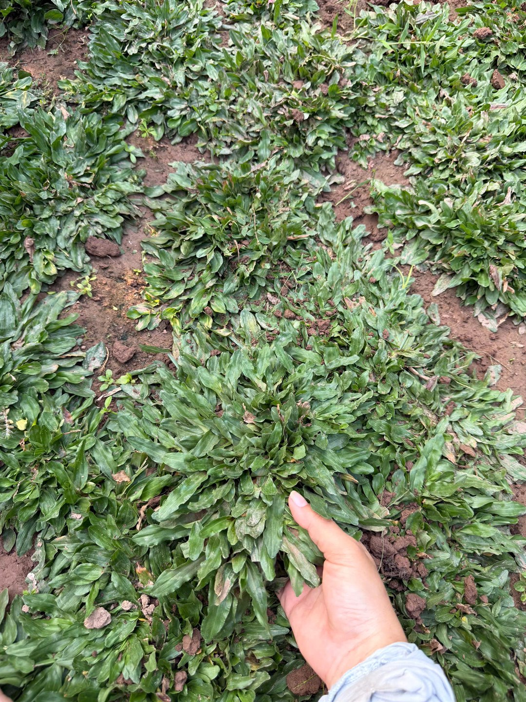Cỏ gừng Thái